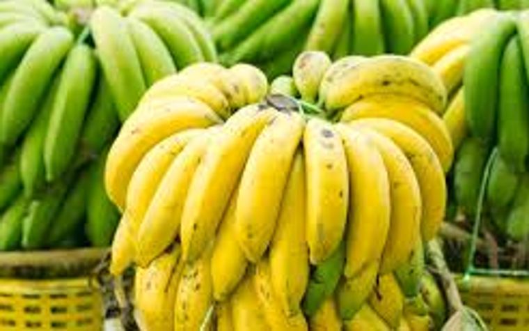 beberapa jenis pisang di indonesia