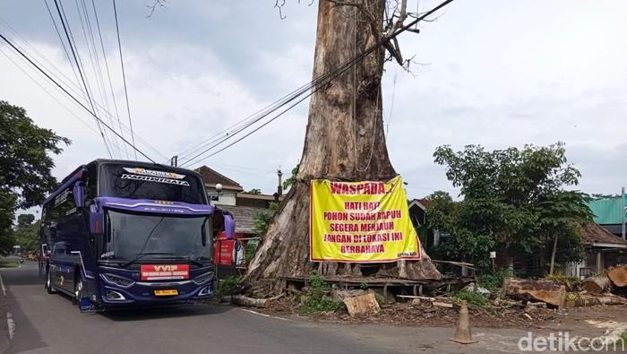 Demi Keamanan Kawasan, Pohon Randu Alas Berusia Ratusan Tahun di Borobudur Akan Ditebang