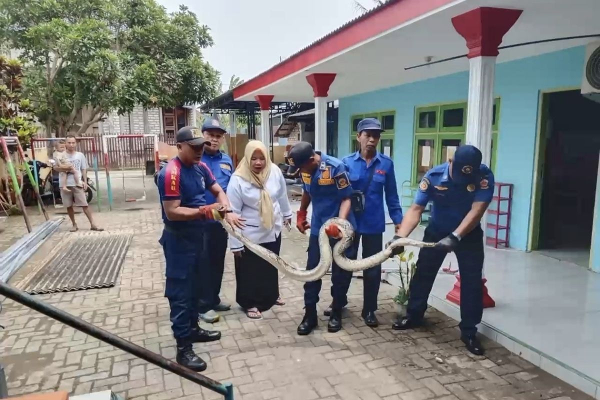 Dua Ular Piton Ditemukan di Lingkungan TK Bangkalan, Kejadian Terjadi Usai Jam Sekolah