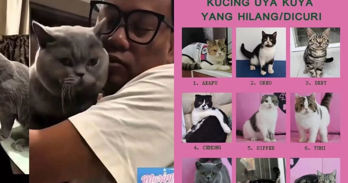 Ilustrasi artikel: Uya Kuya Tabah Hadapi Penjarahan, Utamakan Keluarga dan Kucing Kesayangan