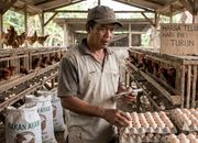 Harga Telur Anjlok: Penyebab & Solusi Terkini