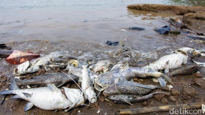 Pencemaran Pestisida di Sungai Cisadane Meluas hingga 22,5 Kilometer