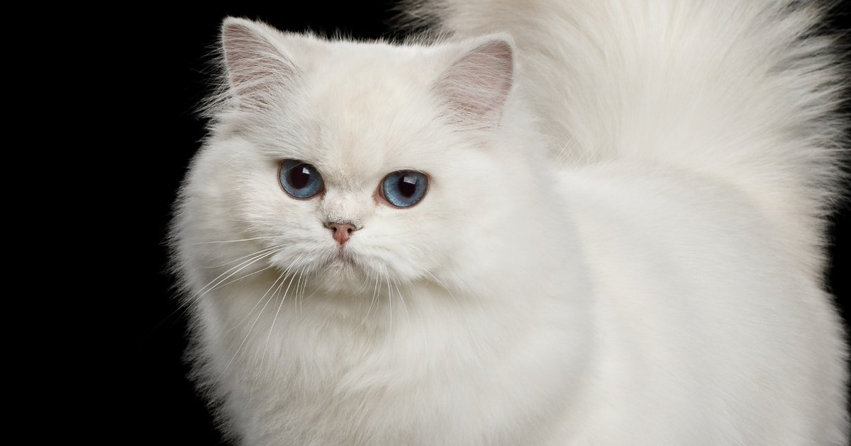 Ilustrasi artikel: jenis kucing persia