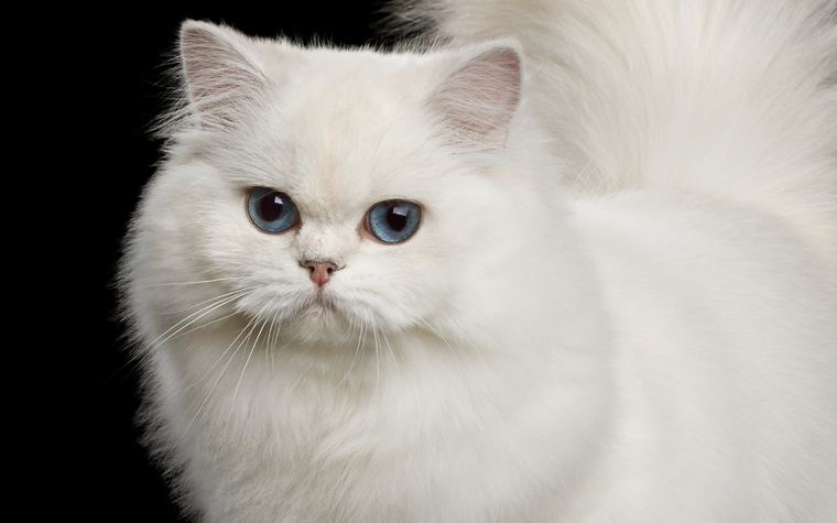 jenis kucing persia