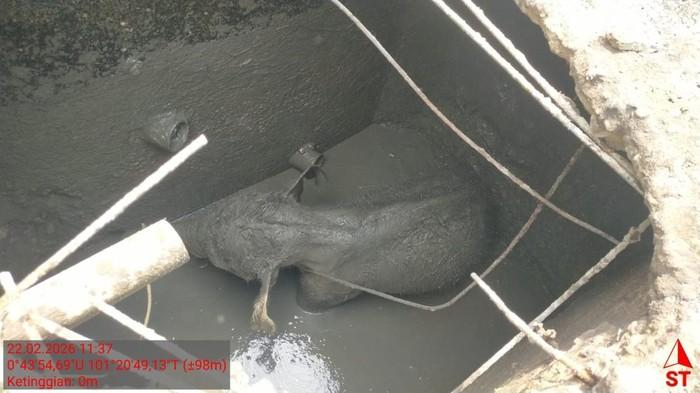 Anak Gajah Terperosok Septic Tank, Kawanan Mengamuk dan Rusak Mess Pekerja di Riau