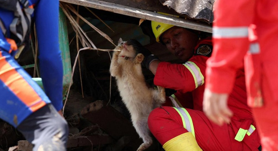 Kisah haru kucing dan pemiliknya di tengah bencana Sumatera memperlihatkan ikatan setia di saat krisis