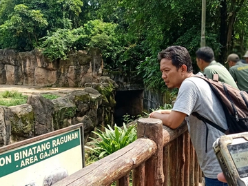 Kronologi Anak Jatuh ke Kandang Gajah Ragunan yang Viral
