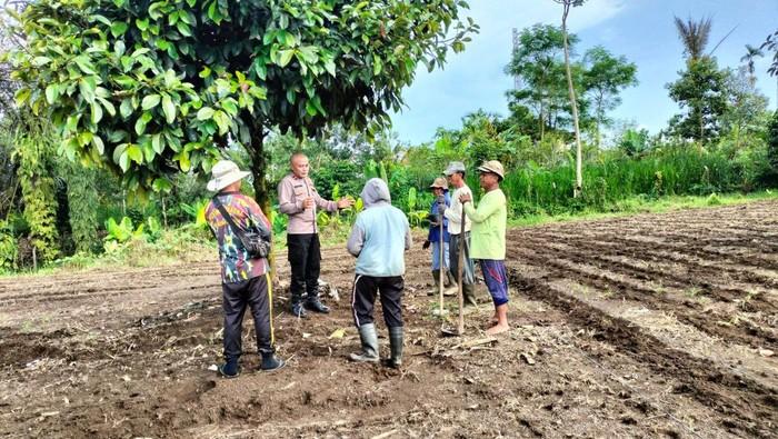Cara Ipda Subamia Tingkatkan Ekonomi Warga Bangli Lewat Budidaya Jahe Gajah