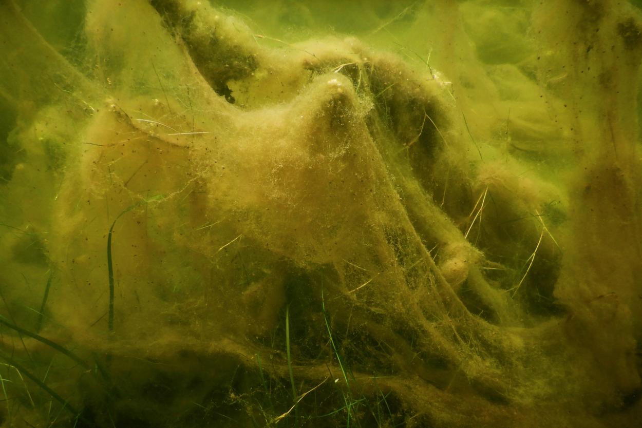 Filamentous algal growth (a.k.a. "turf") covering seagrass. ©Erling Svensen