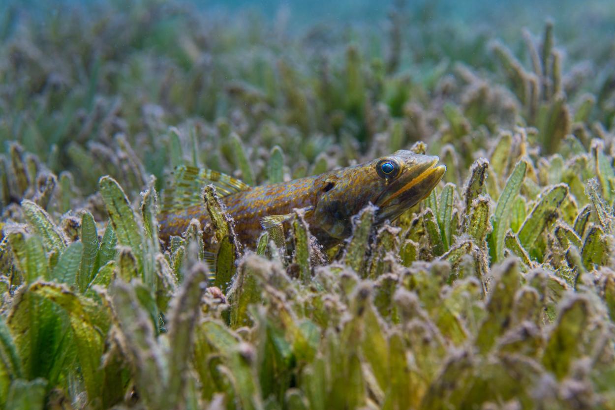 Lizard fish (Synodus intermedius)in a seagrass meadow