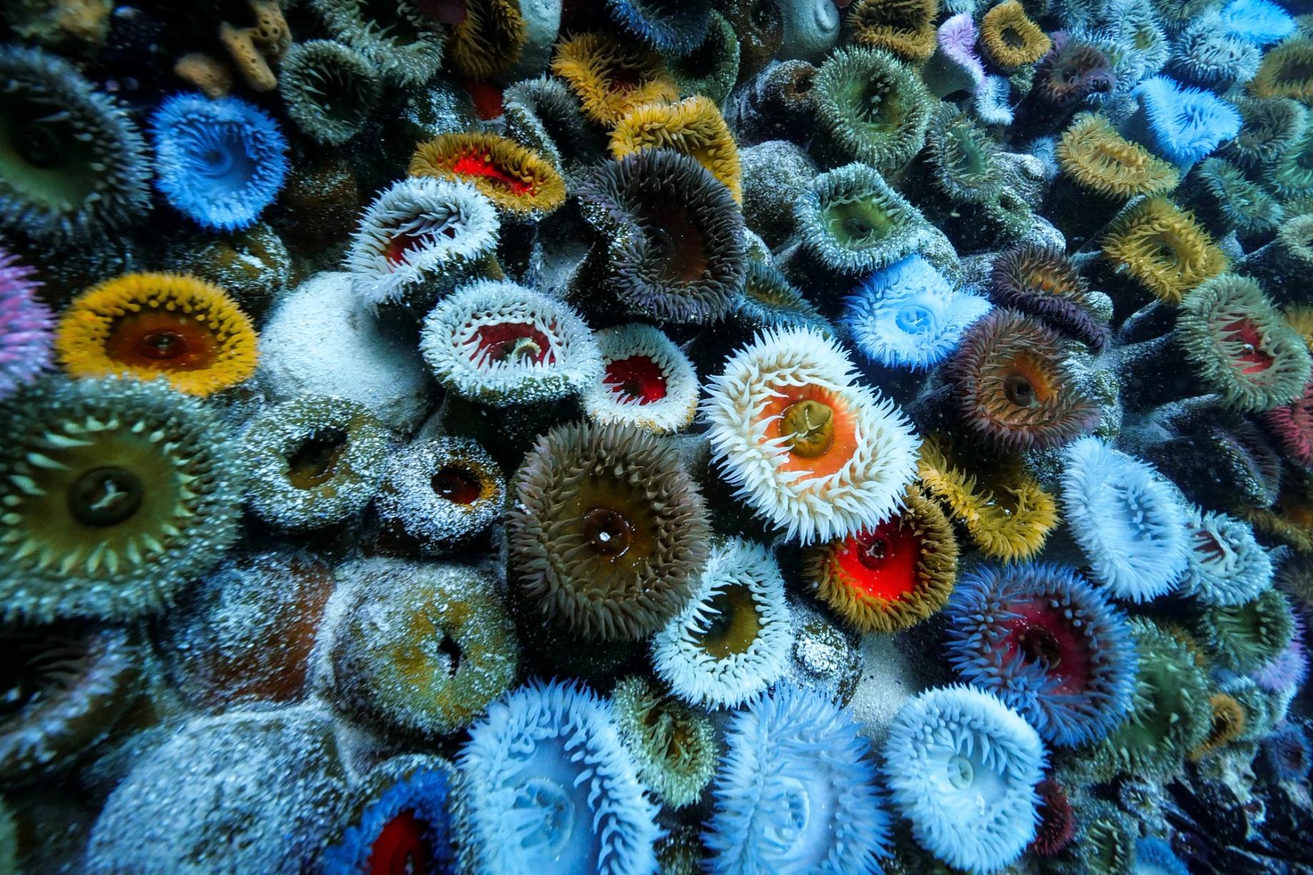 Anemone bed in cape town