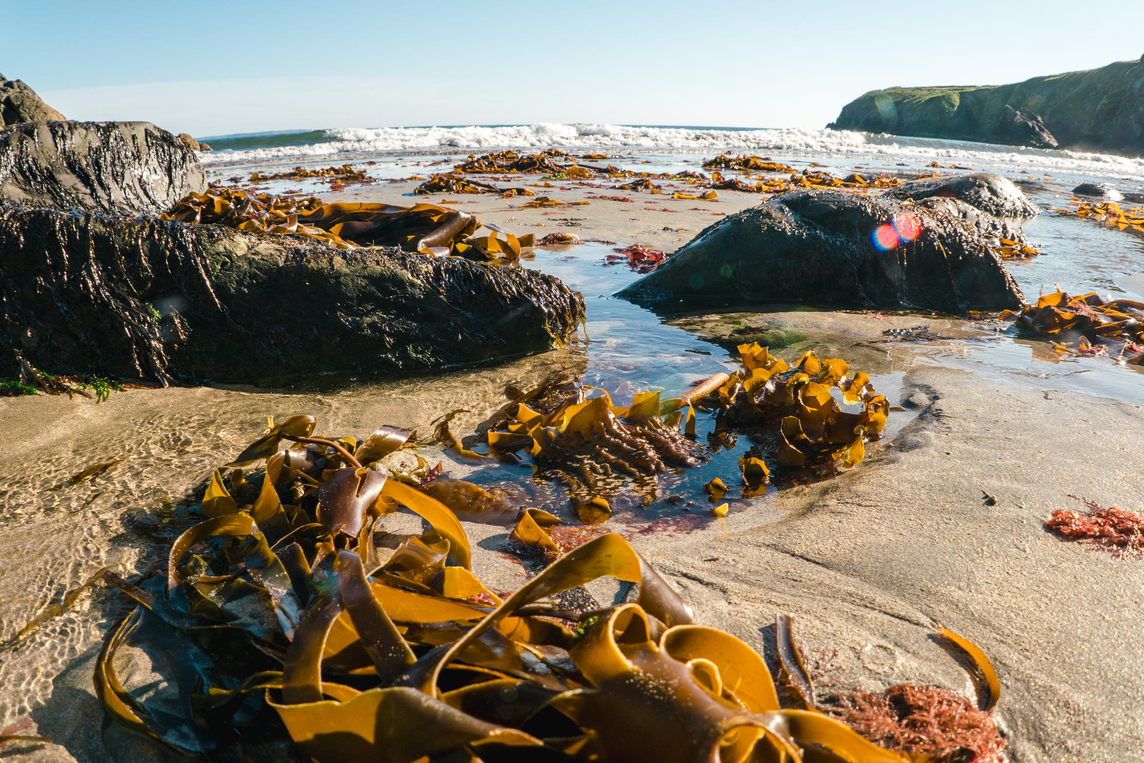 Seaweed stranded on beach
