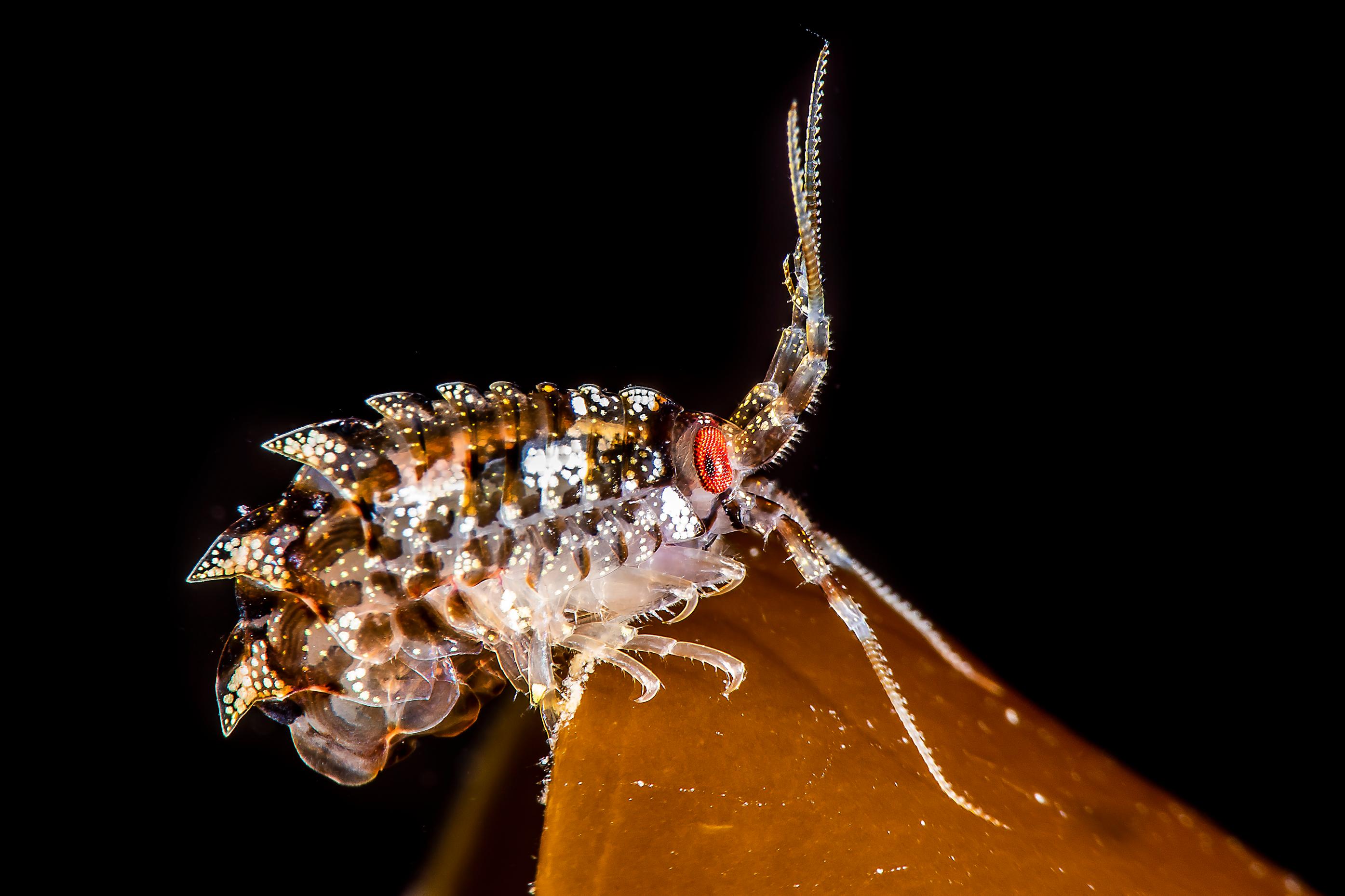 Gammarellus homari