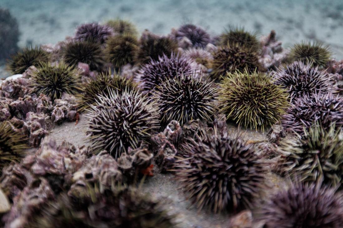 Green sea urchins on the ocean floor