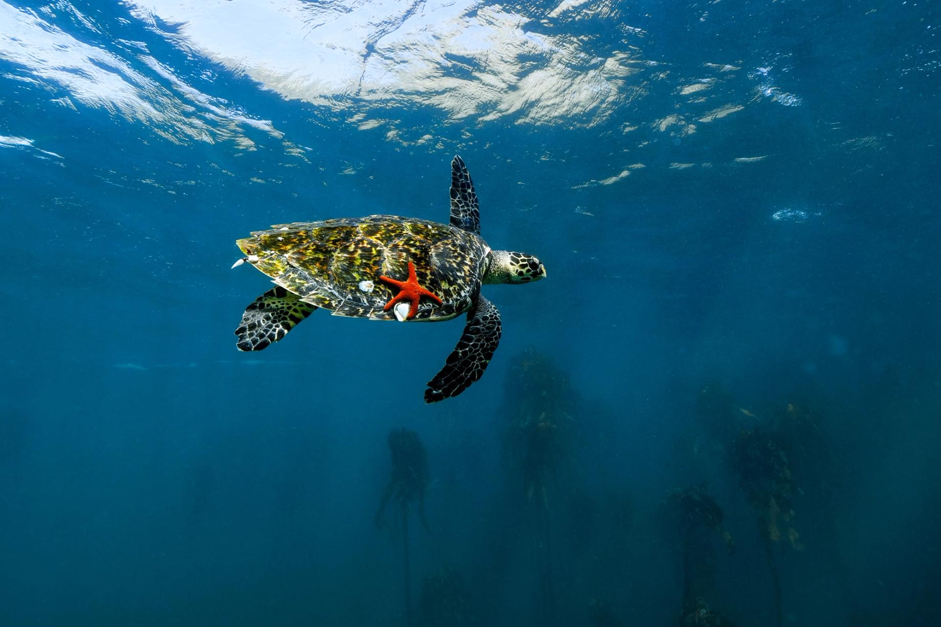 Turtle and a sea star in Cape Town