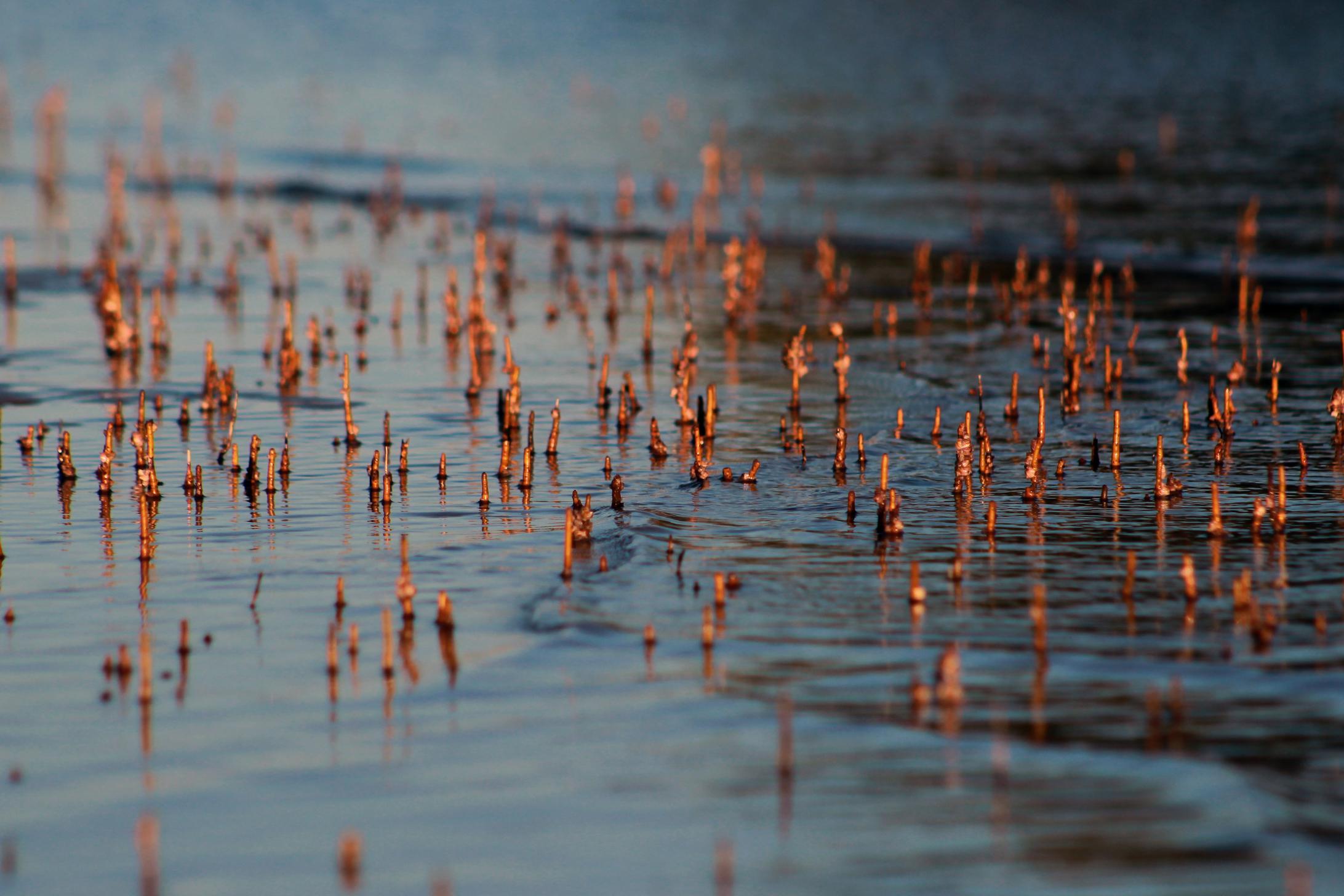 The breathing roots of a mangrove, known as pneumatophores, are slowly exposed as the tide goes out in Inhambane Bay