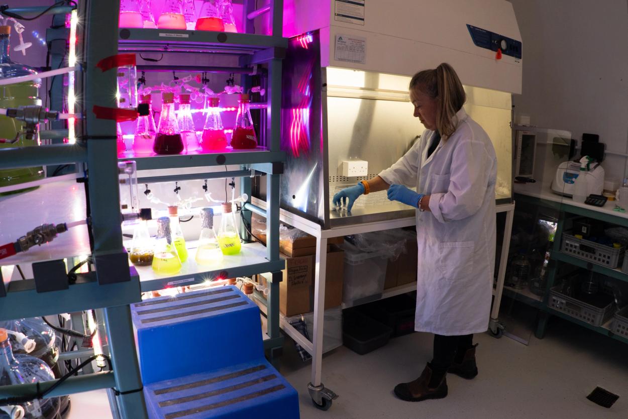 Laboratory with scientist and algae in glassware