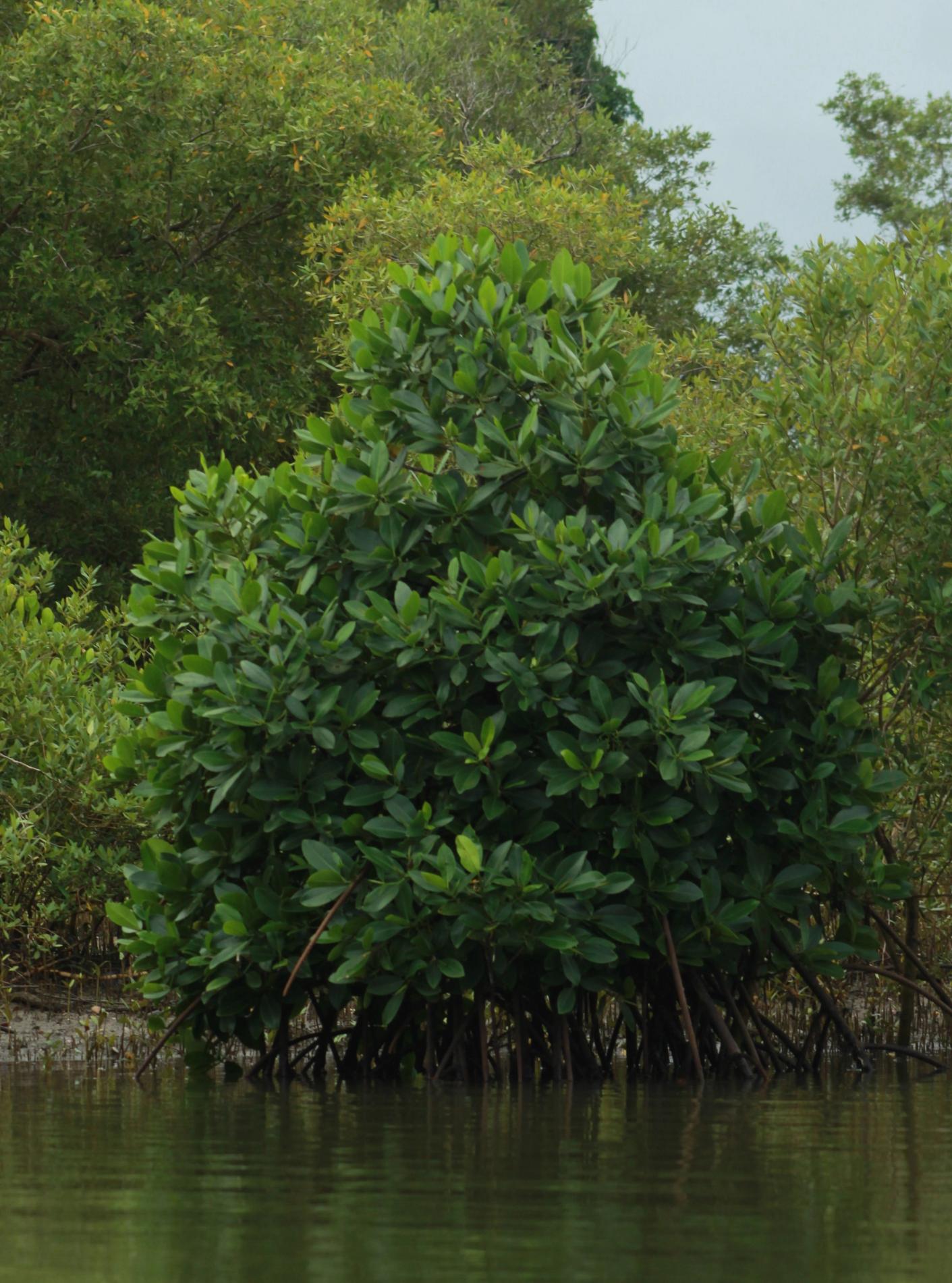 A juvenile mangrove plant