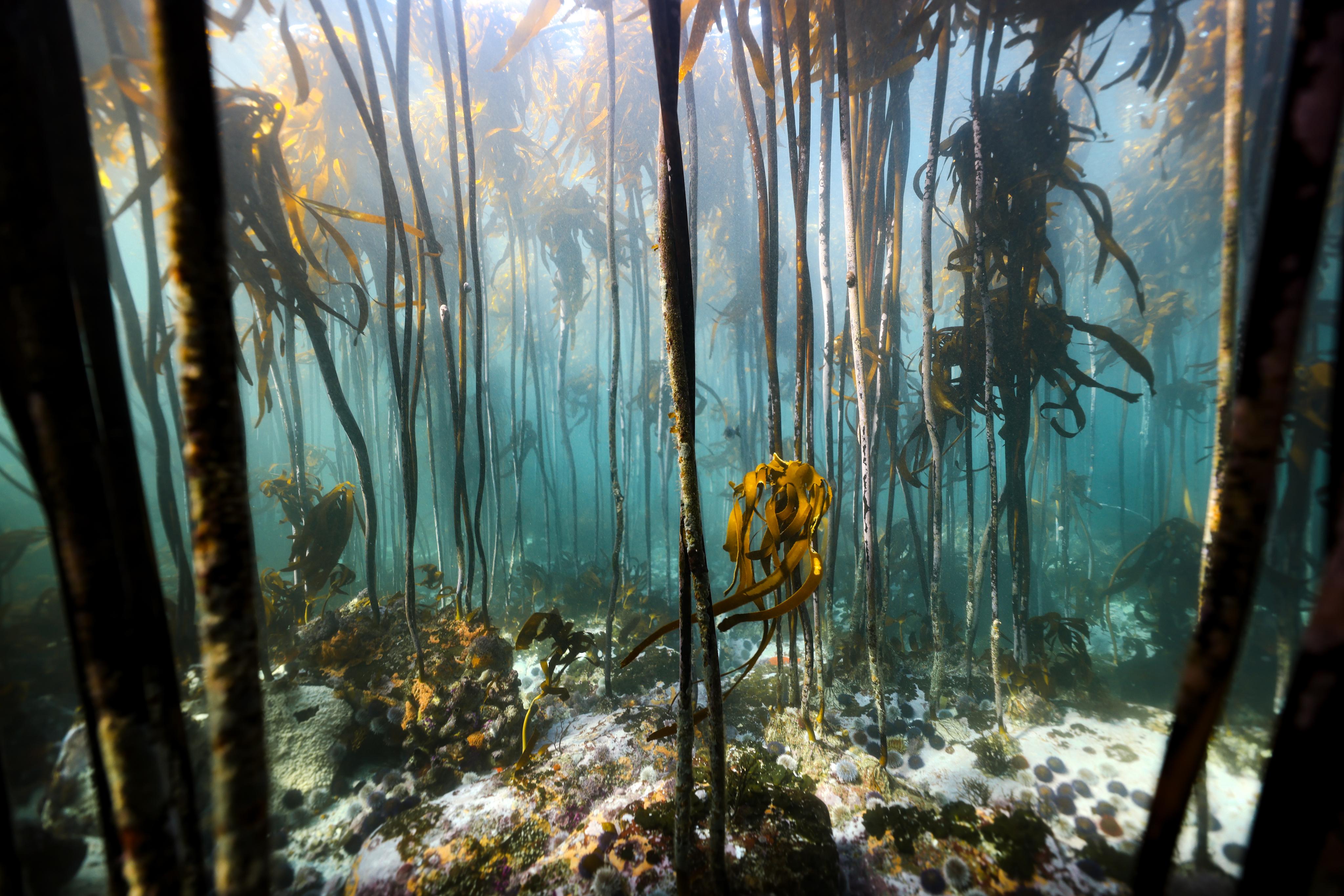 Landscape of Kelp Forest at Cape Point in Cape Town