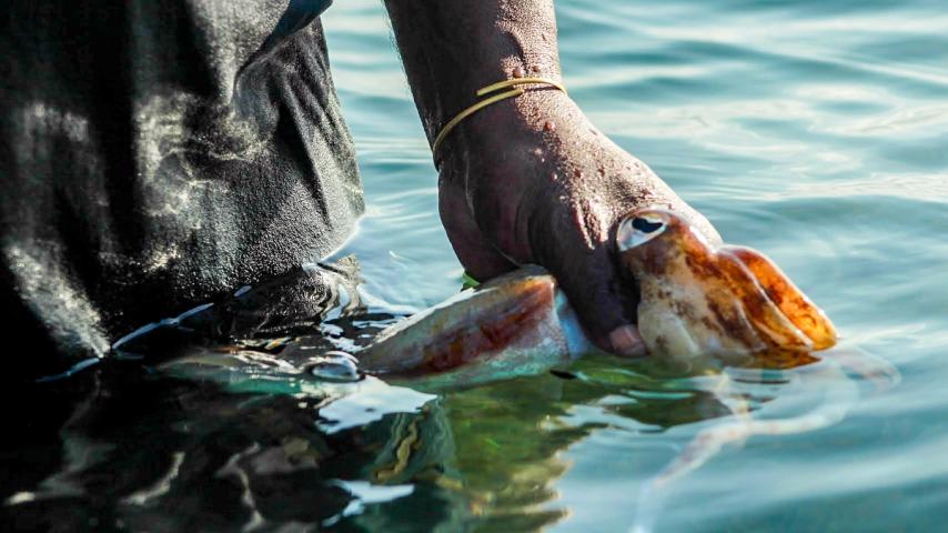 A squid held in a hand