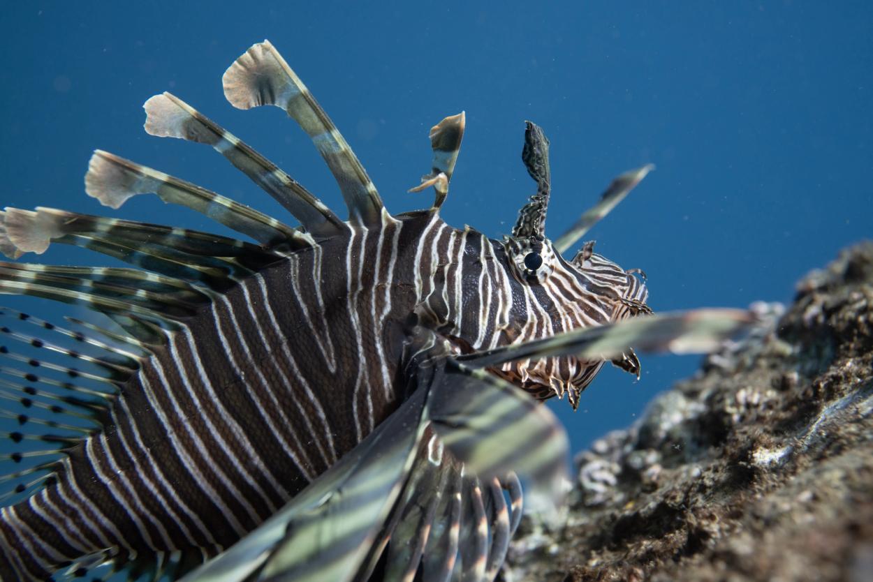 Lion fish up close