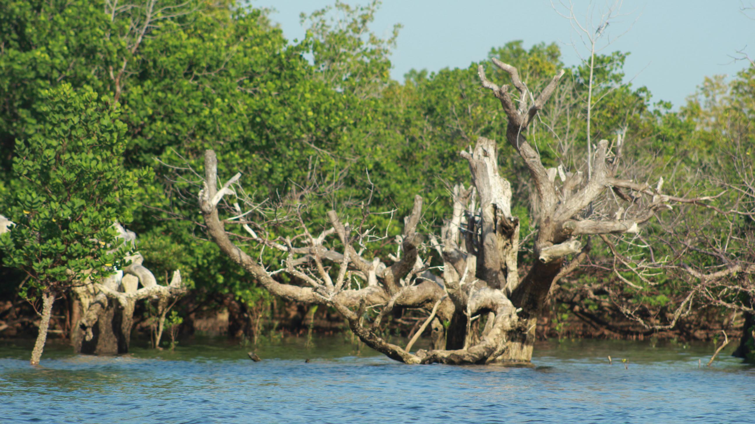 Dying mangroves