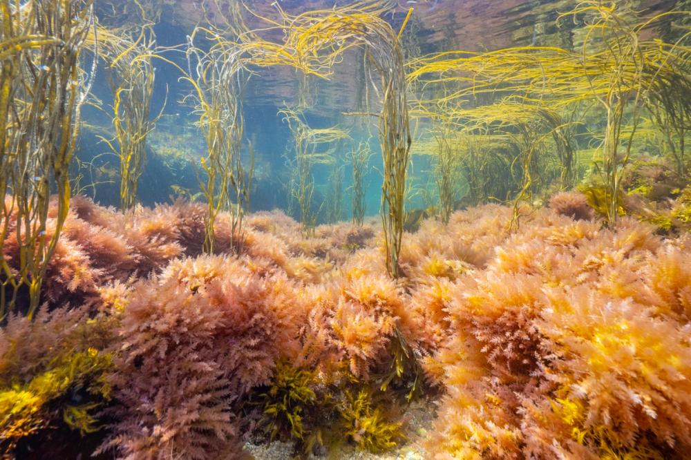 Red and brown seaweeds in the shallows underwater in bright sunlight