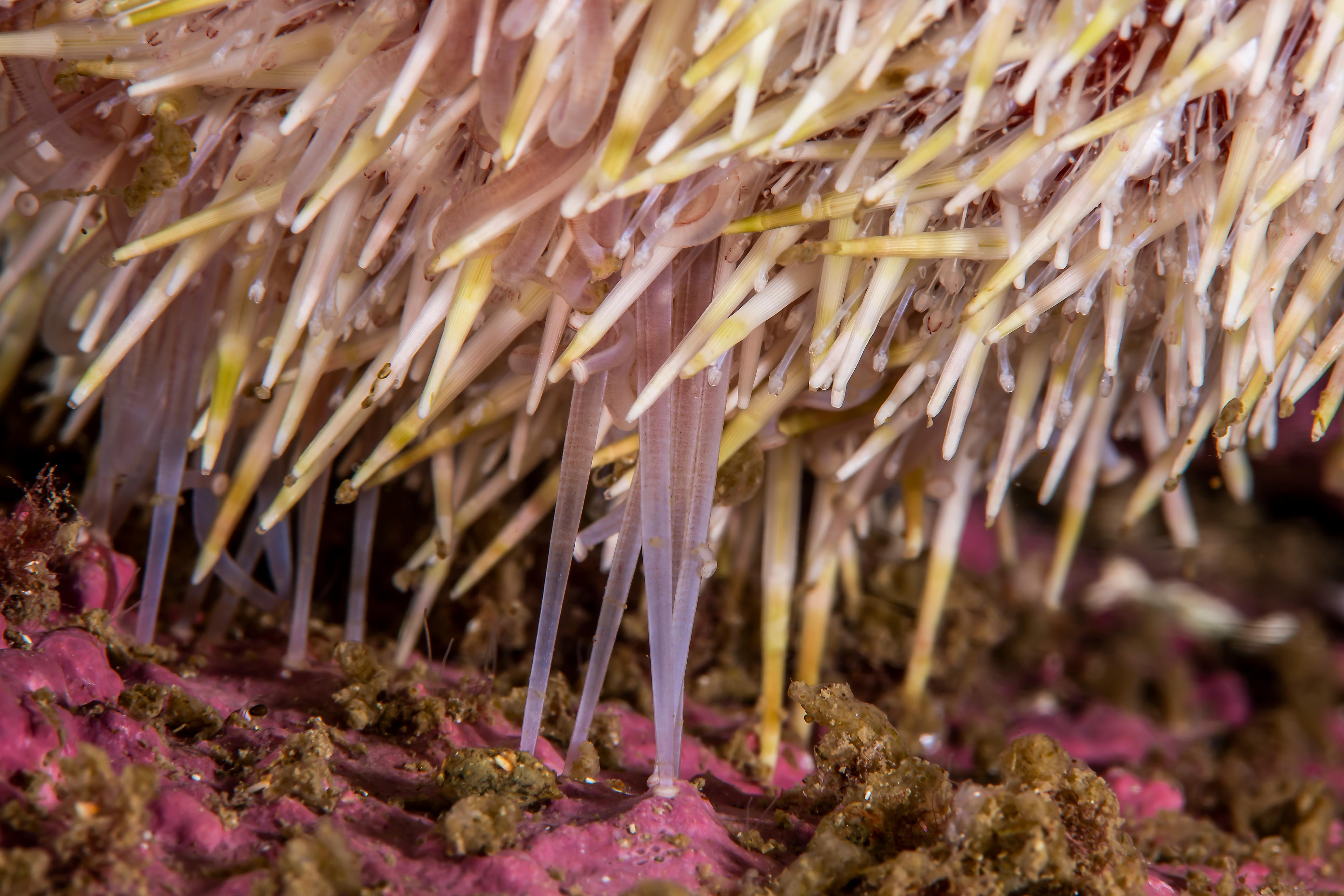 Close up of red sea urchin spines and tube feet