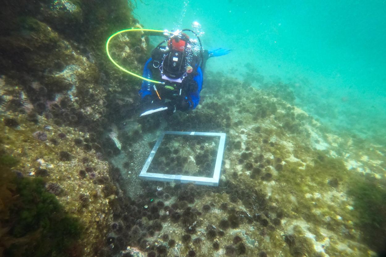 A diver surveys the urchin barrens before culling to restore the underwater forest