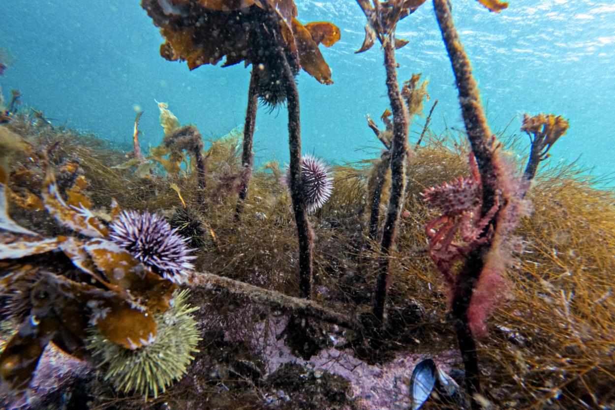 Kelp underwater with sea urchins and red king crab