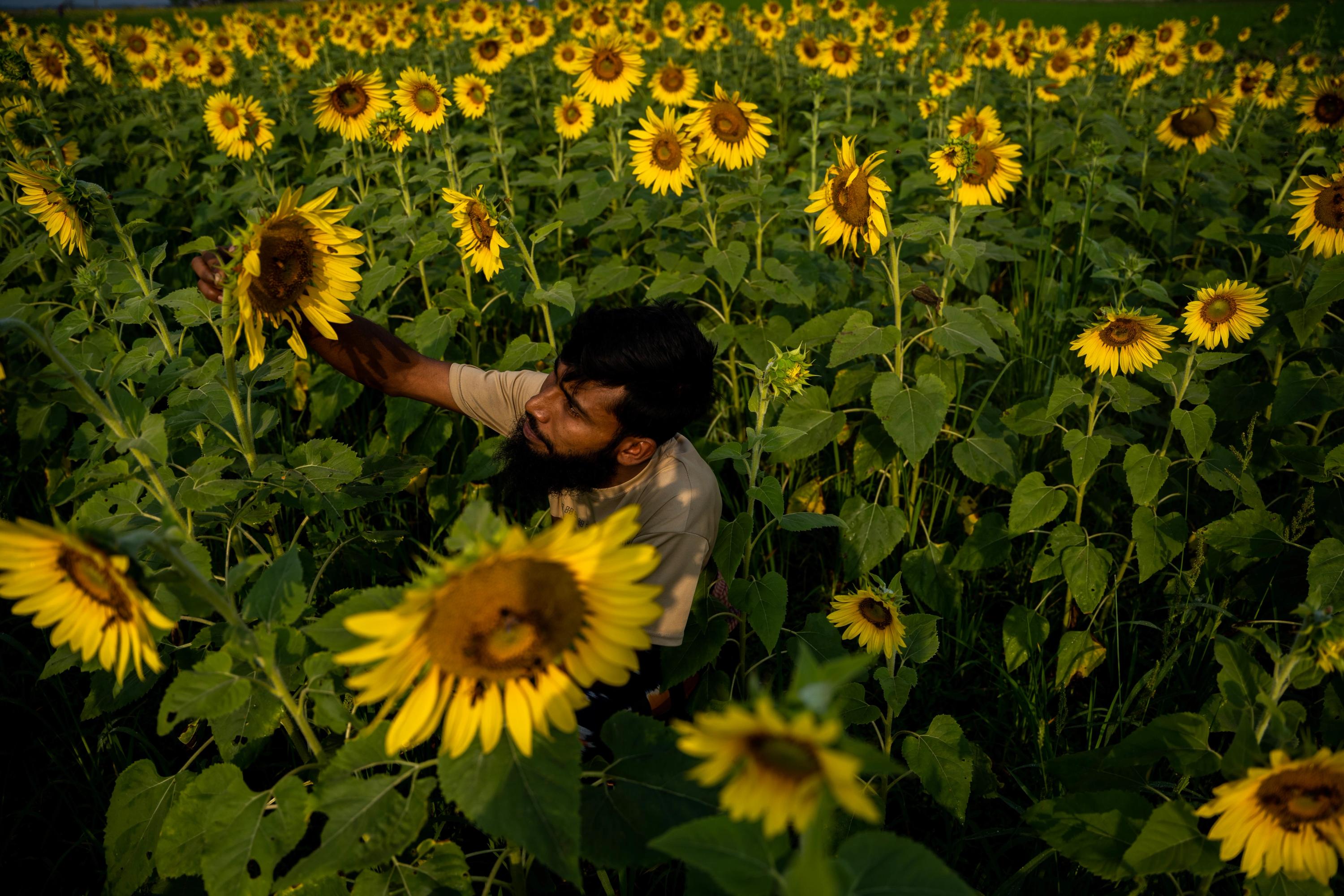 Portrait of a man in a sunflower field