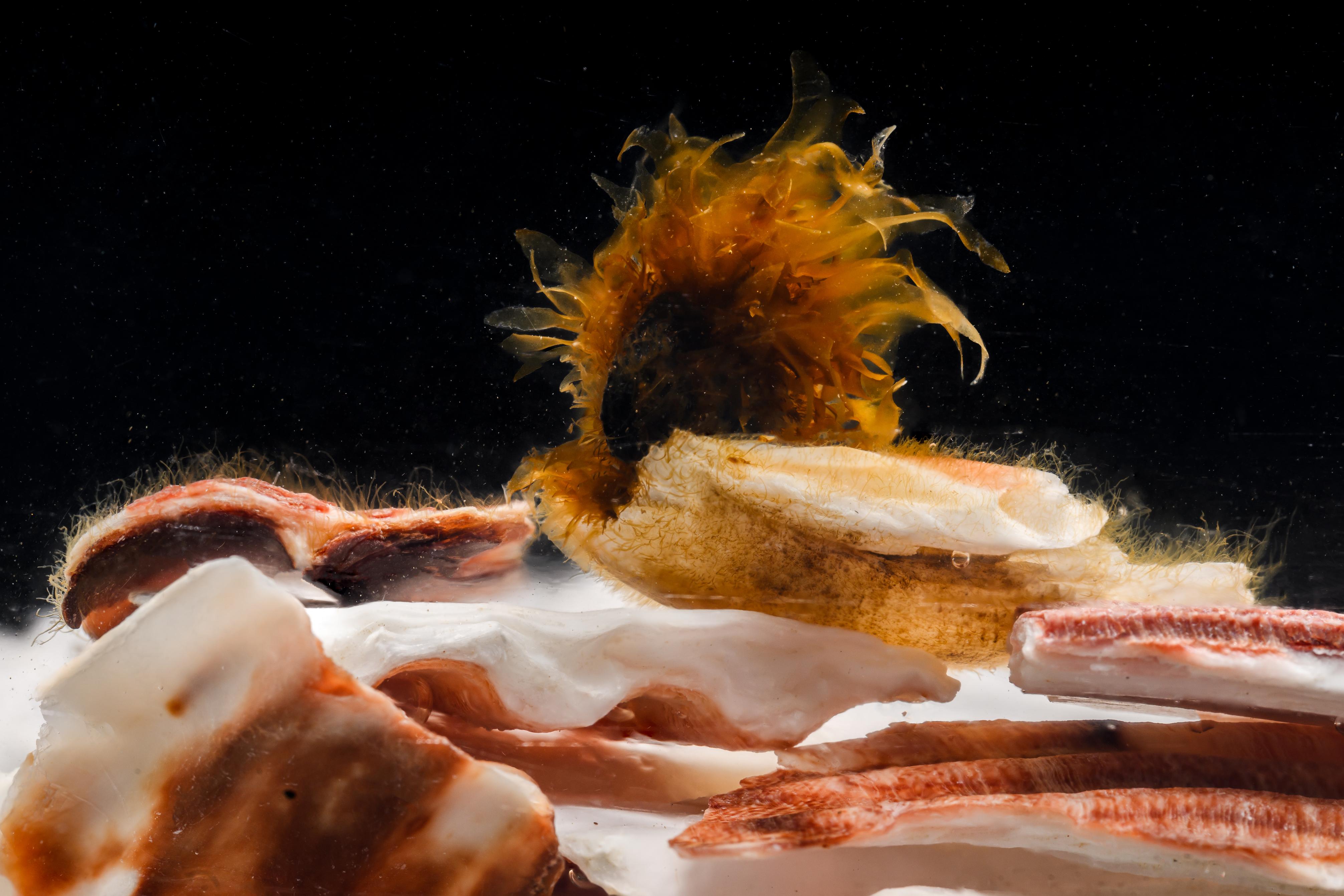 Brown seaweeds growing on a scallop shell