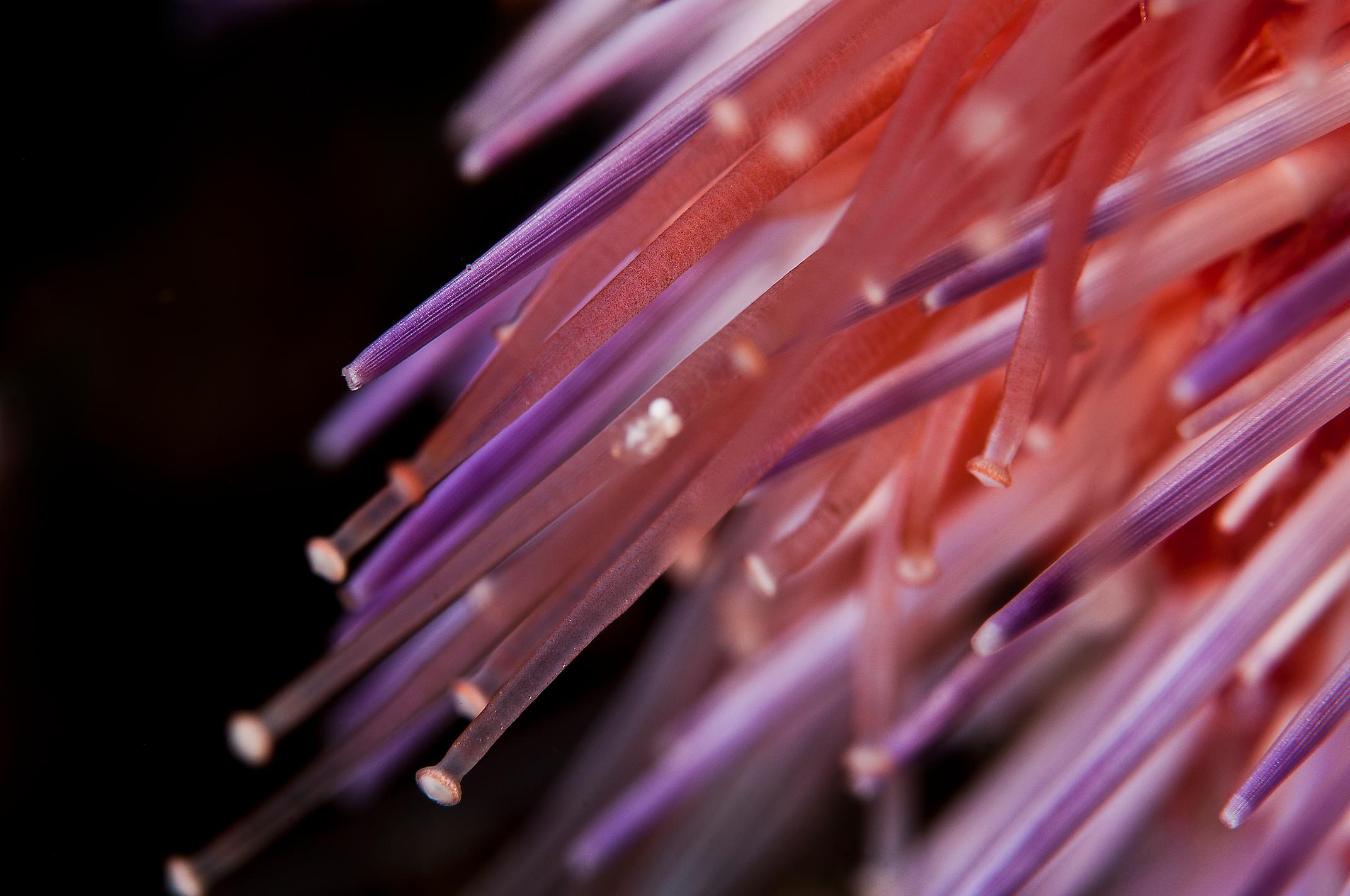 Close up red sea urchin spines and tube feet