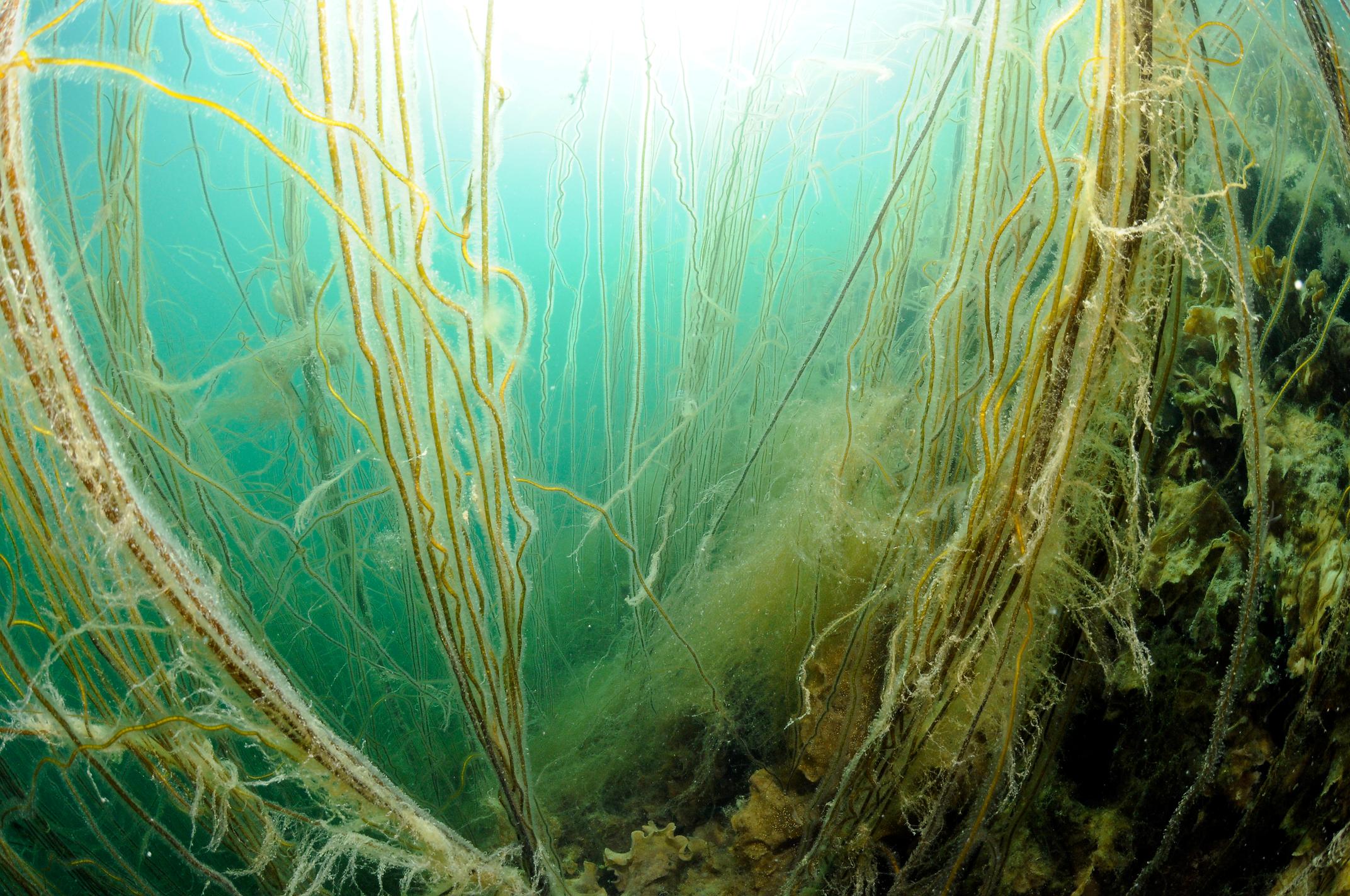 Chorda filum - Åletang 06-07 (7)