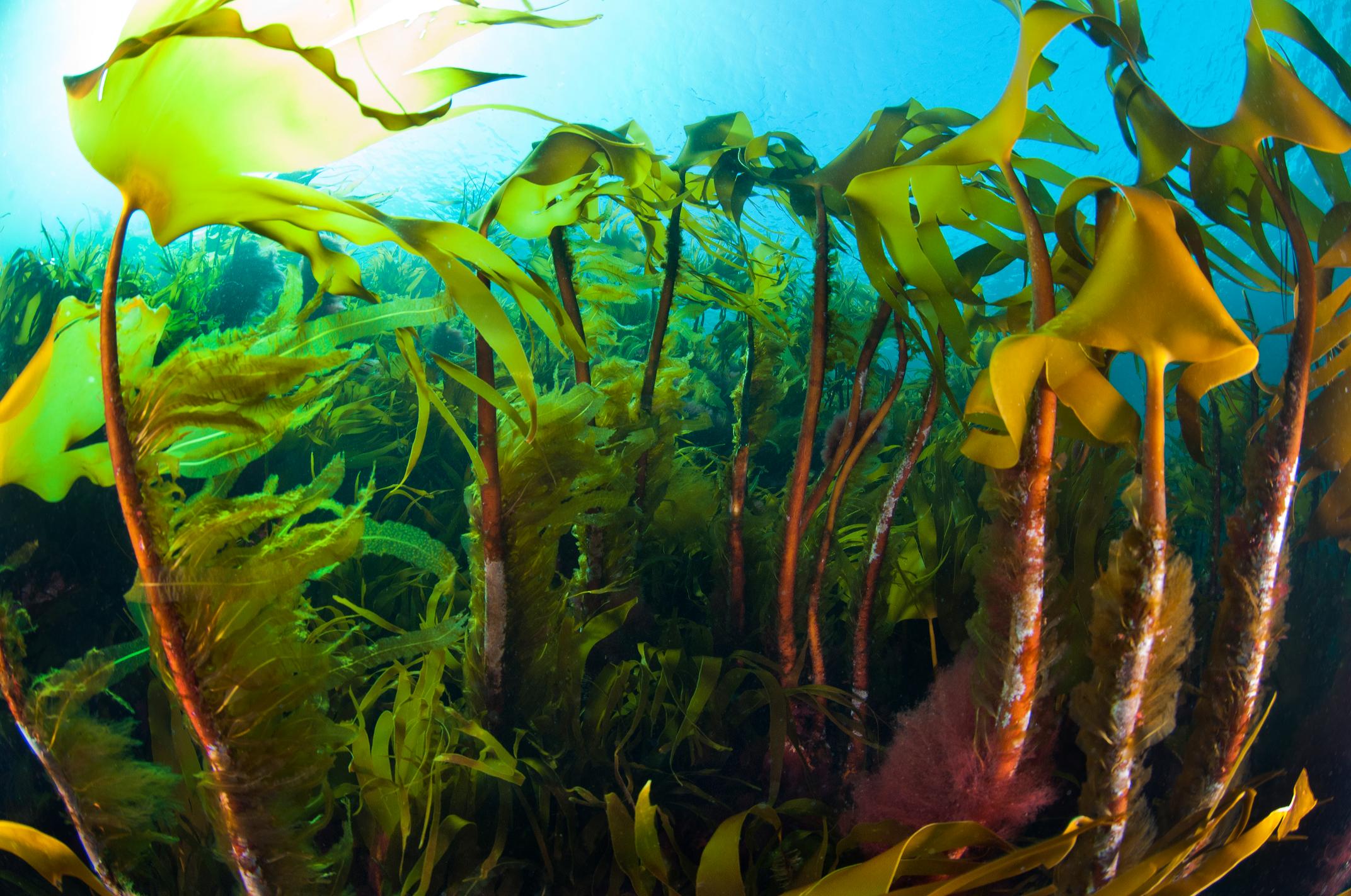 Laminaria hyperborea kelp species