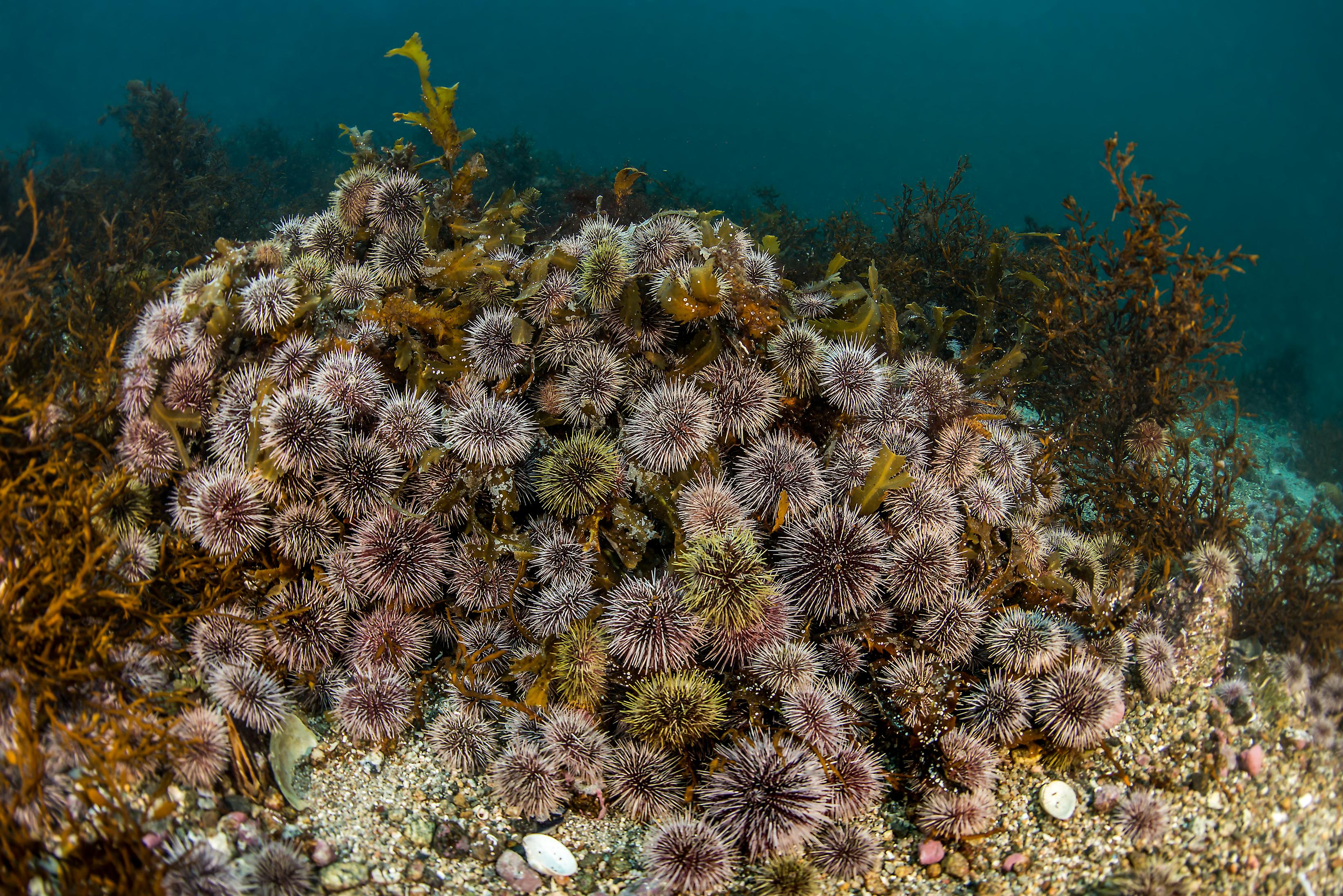 Strongylocentrotus droebachiensis