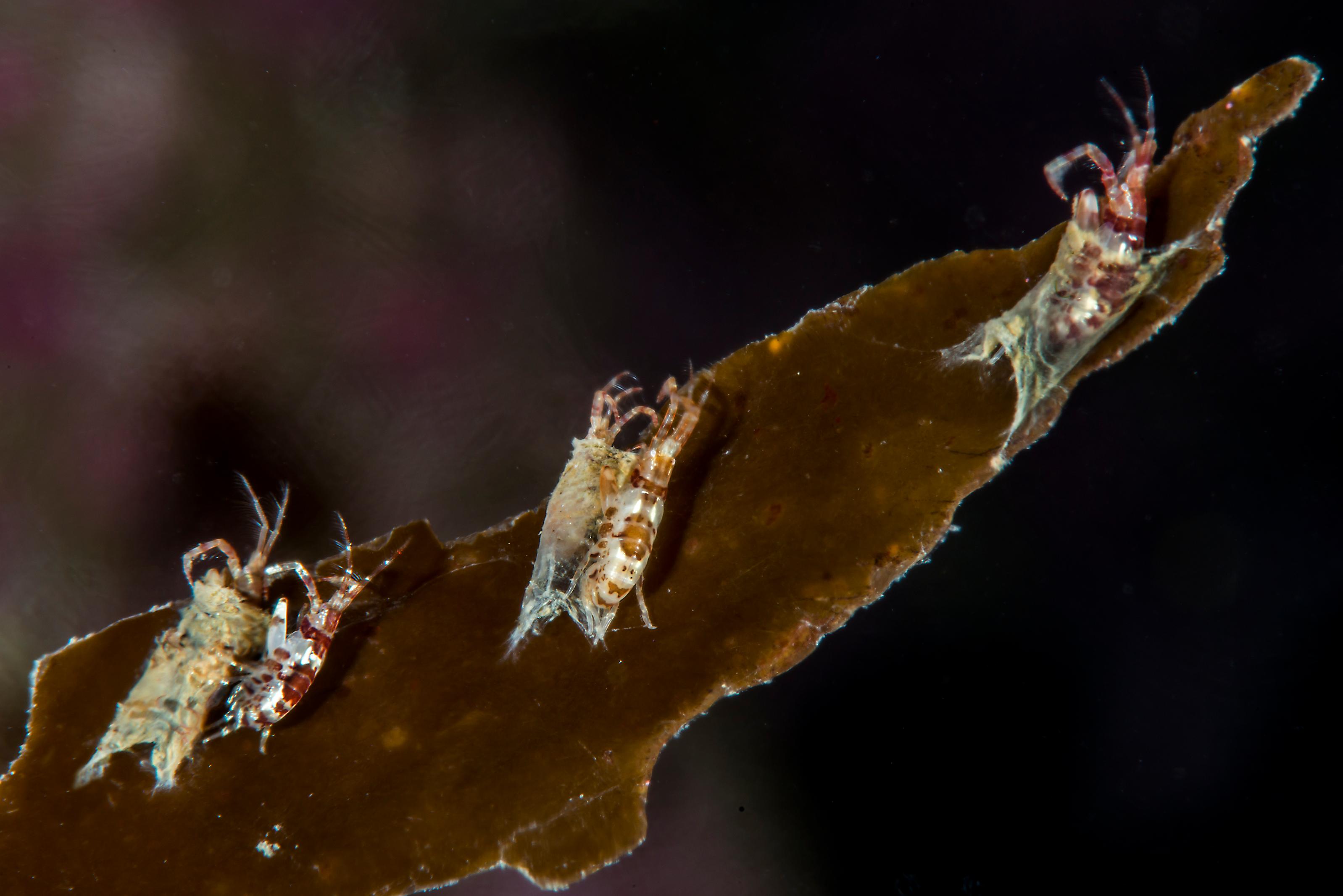 Amphipod