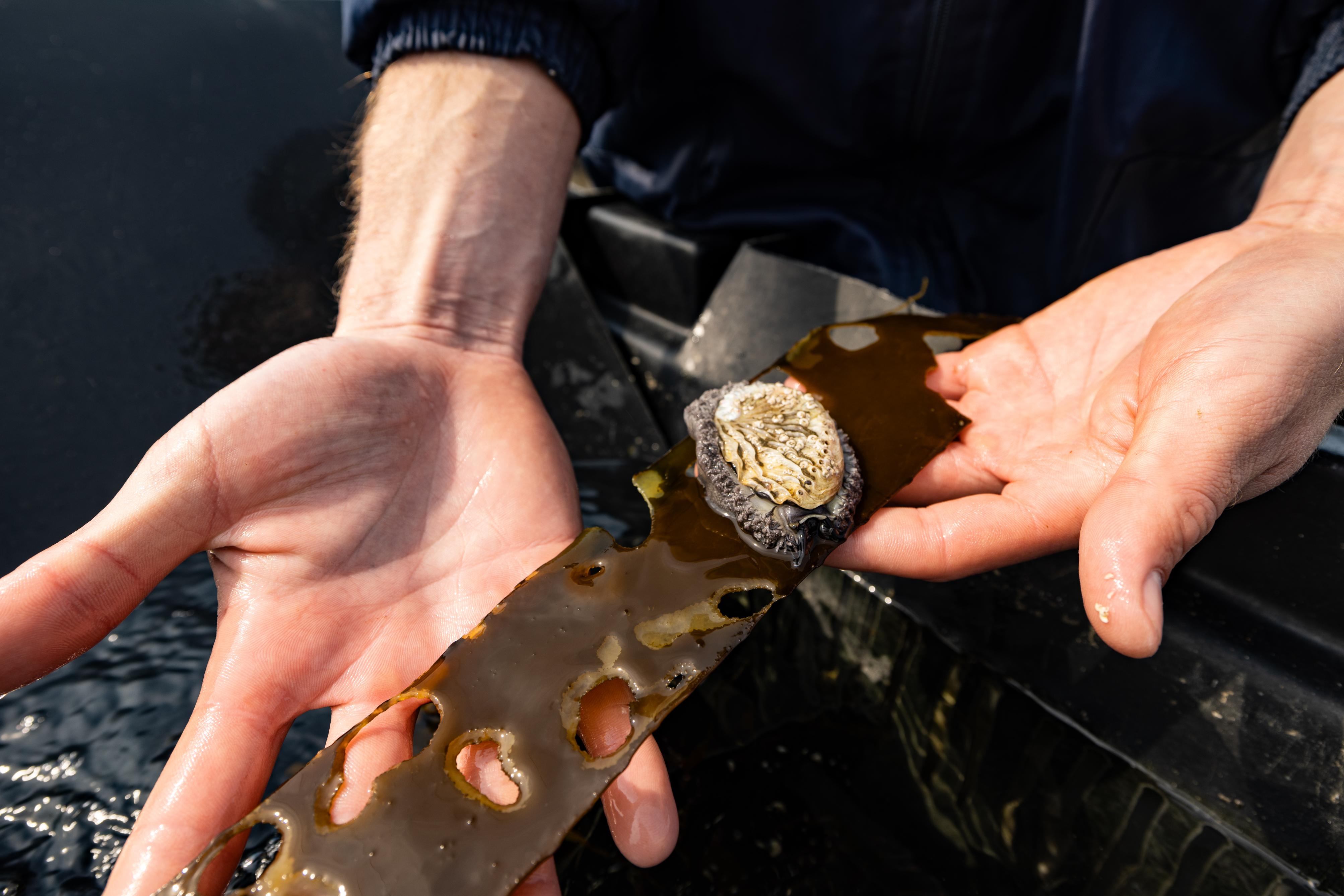 Another portion of the freshly harvested kelp is sent to surrounding abalone farms.