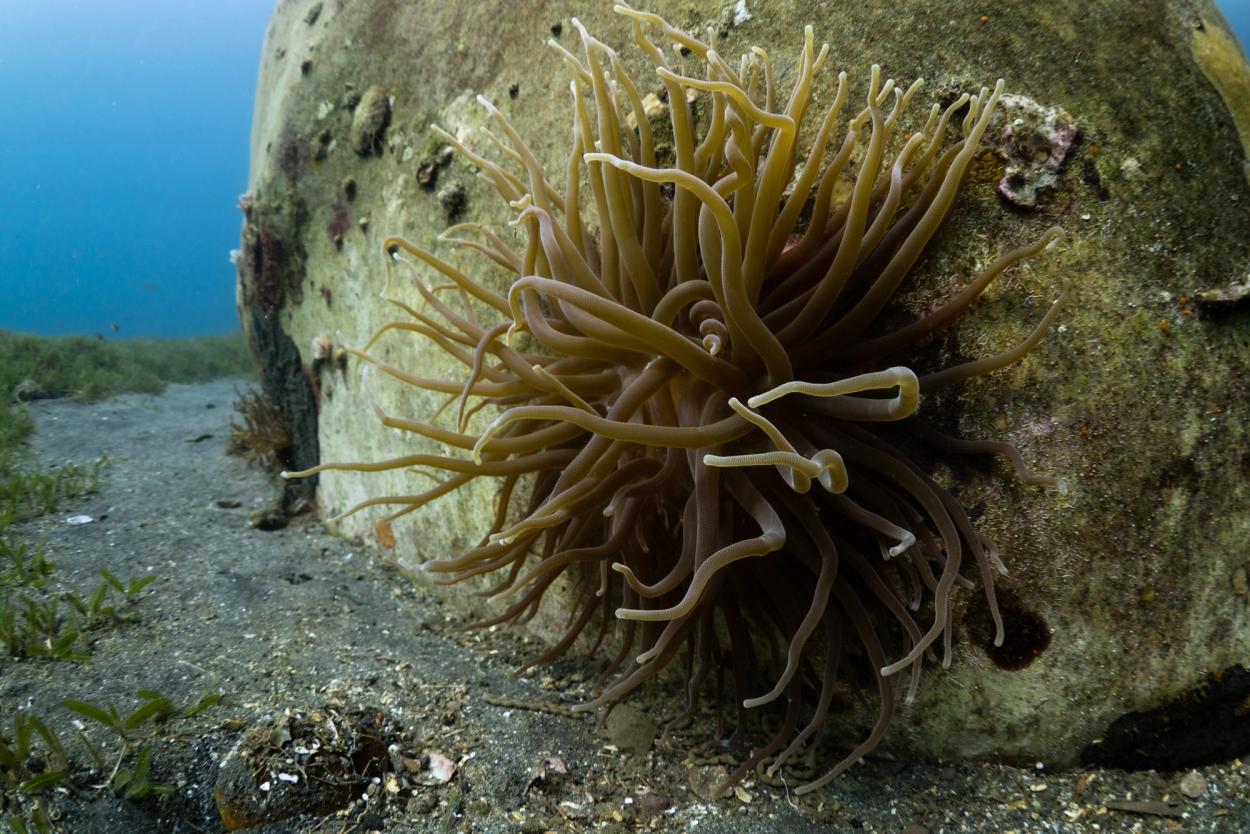 Close-up of anemone growing on an underwater sculpture
