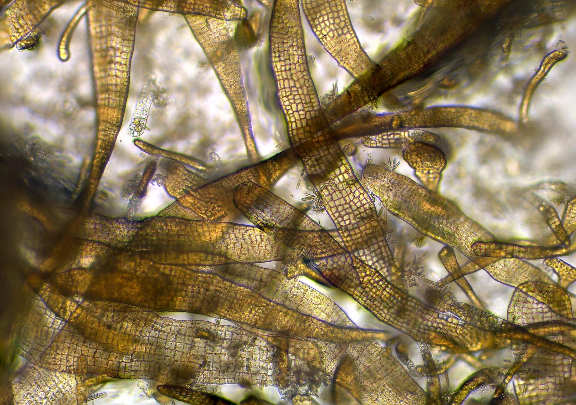 Saccharina latissima sporophytes