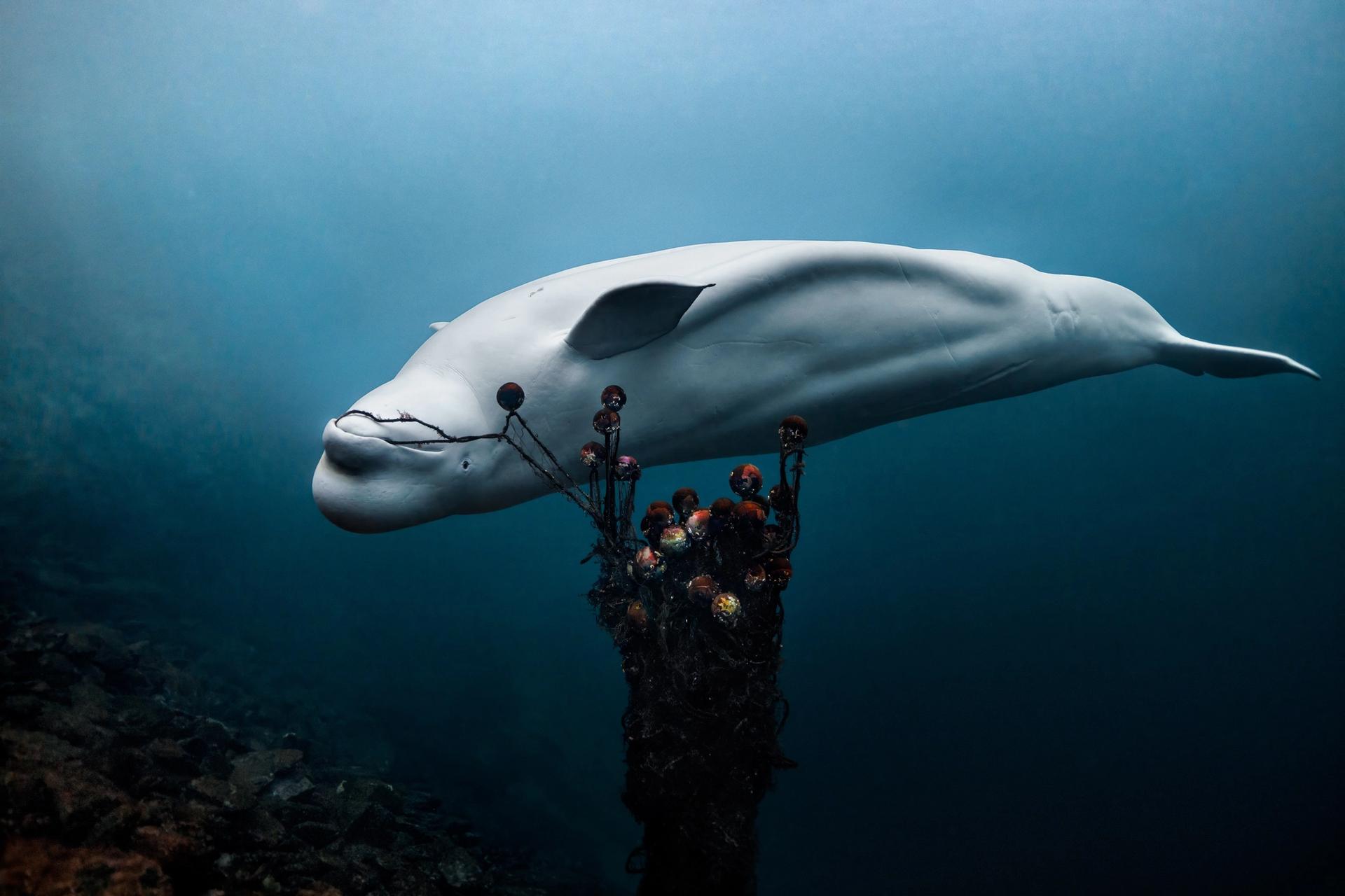 A beluga whale picking up a used fishnet
