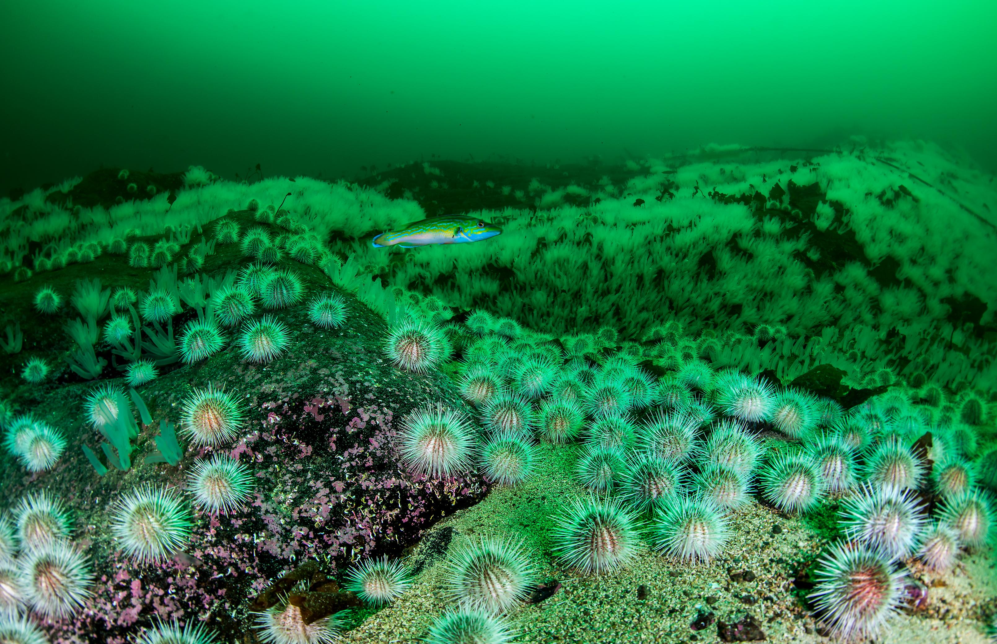 The white sea urchin (_Gracilechinus acutus_) can form grazing fronts and decimate kelp and other organisms. ©Erling Svensen