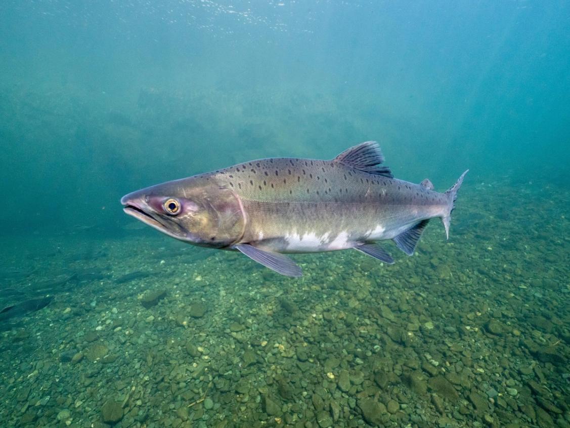 Wild salmon in a river