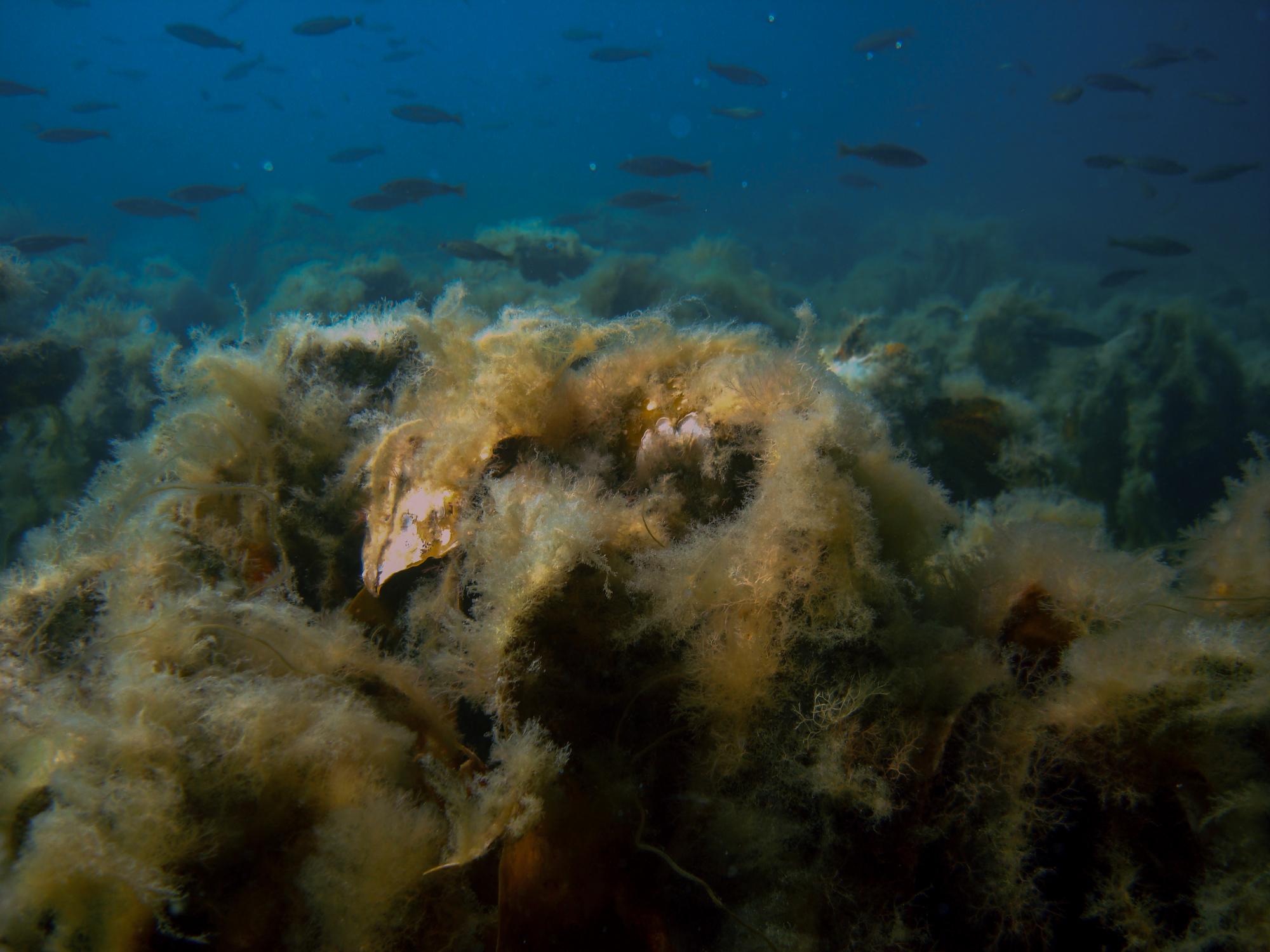 You hardly see the kelps underneath the filamentous algae. ©Janne Gitmark