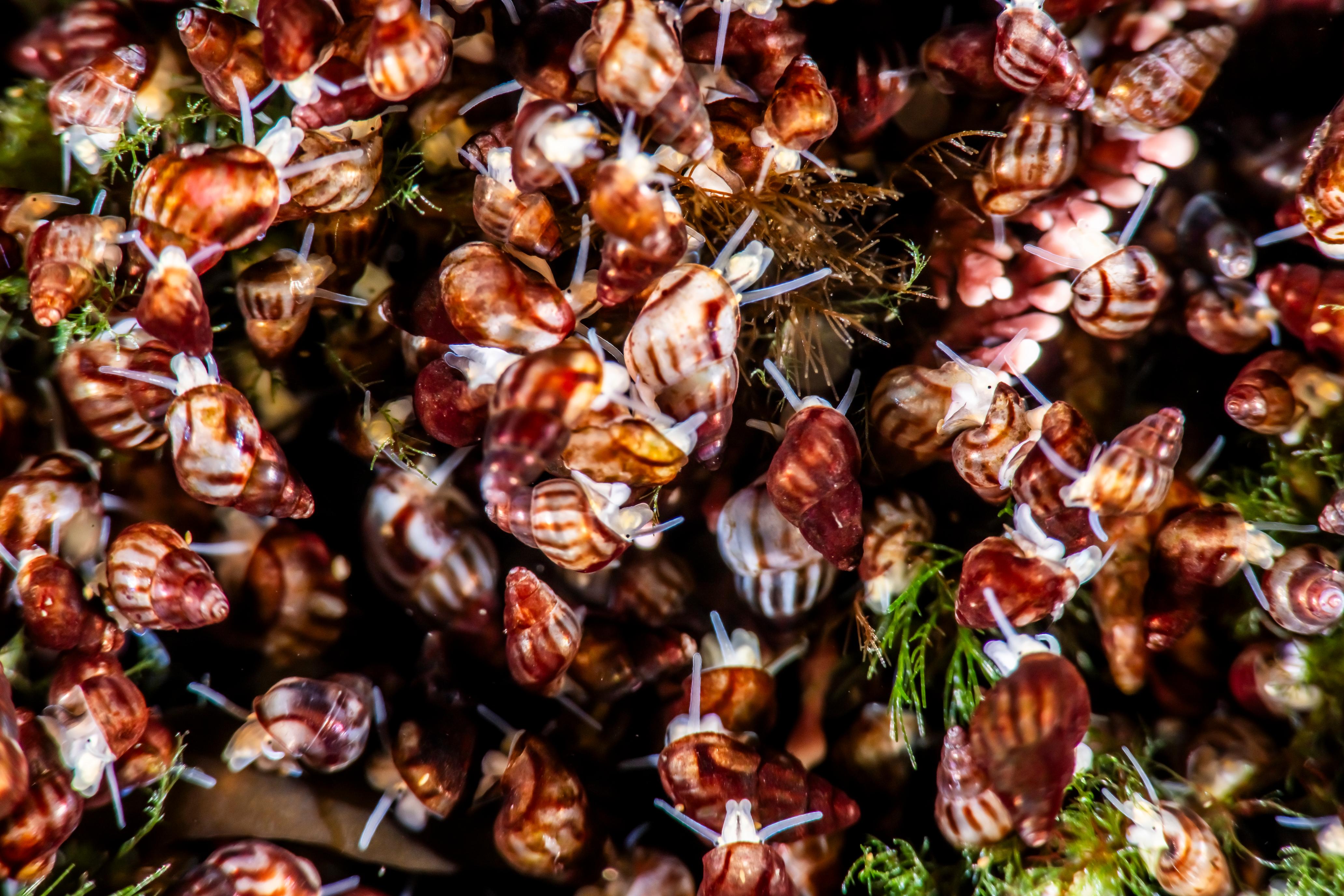 Snails in kelp forest