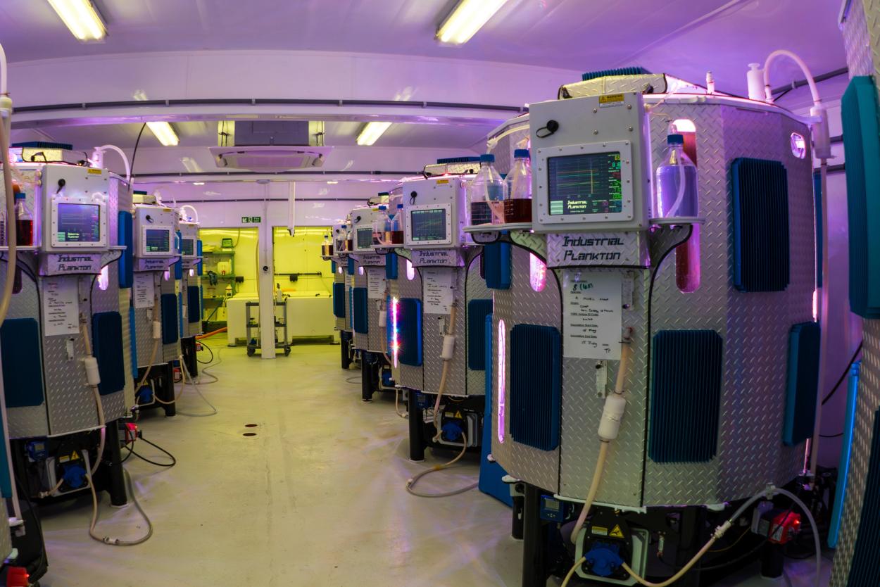 Photobioreactors at TORC produce plankton on a industrial scale