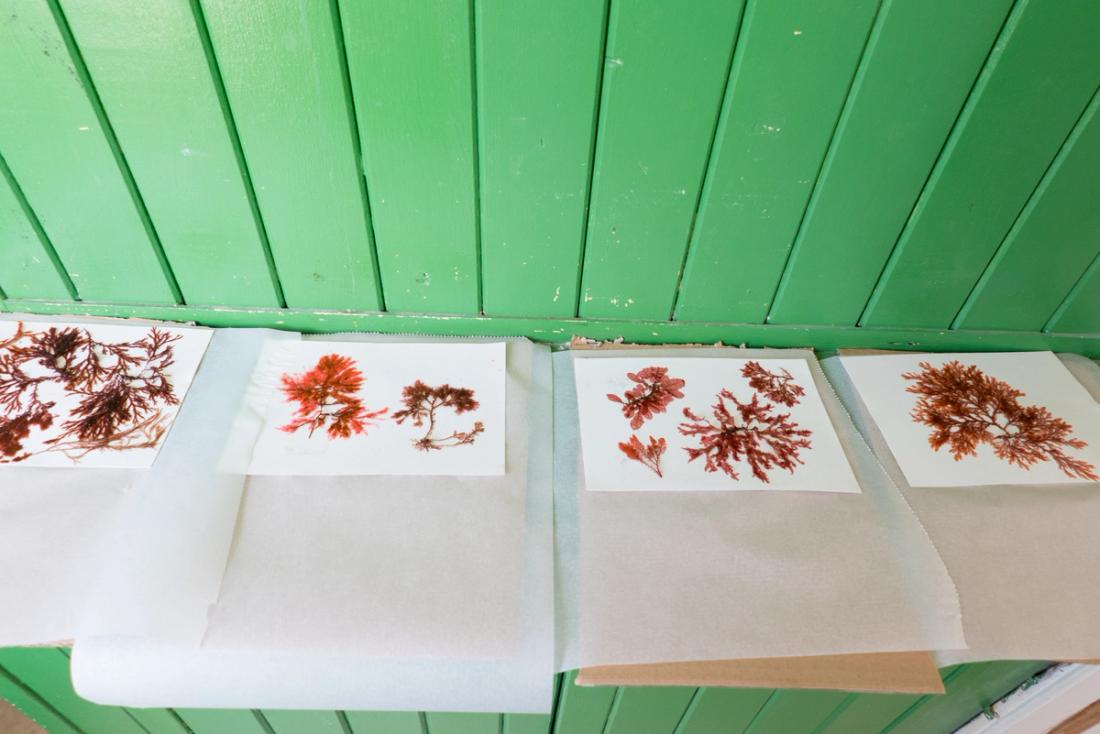 Seaweed arranged on paper ready to press