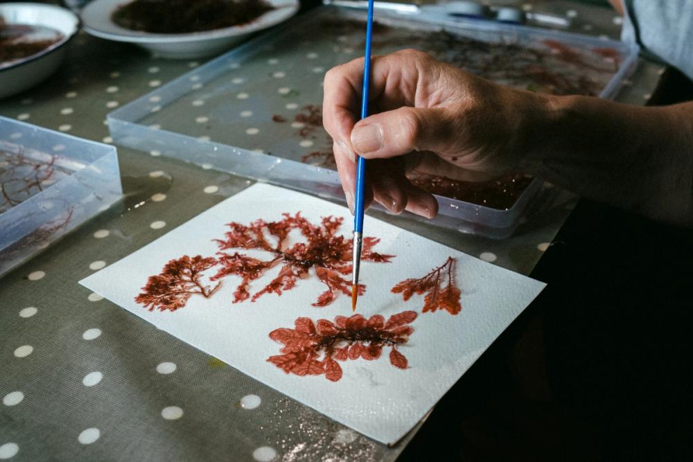 Hand holding a paint brush arranging the fronds of a red seaweed on paper. 