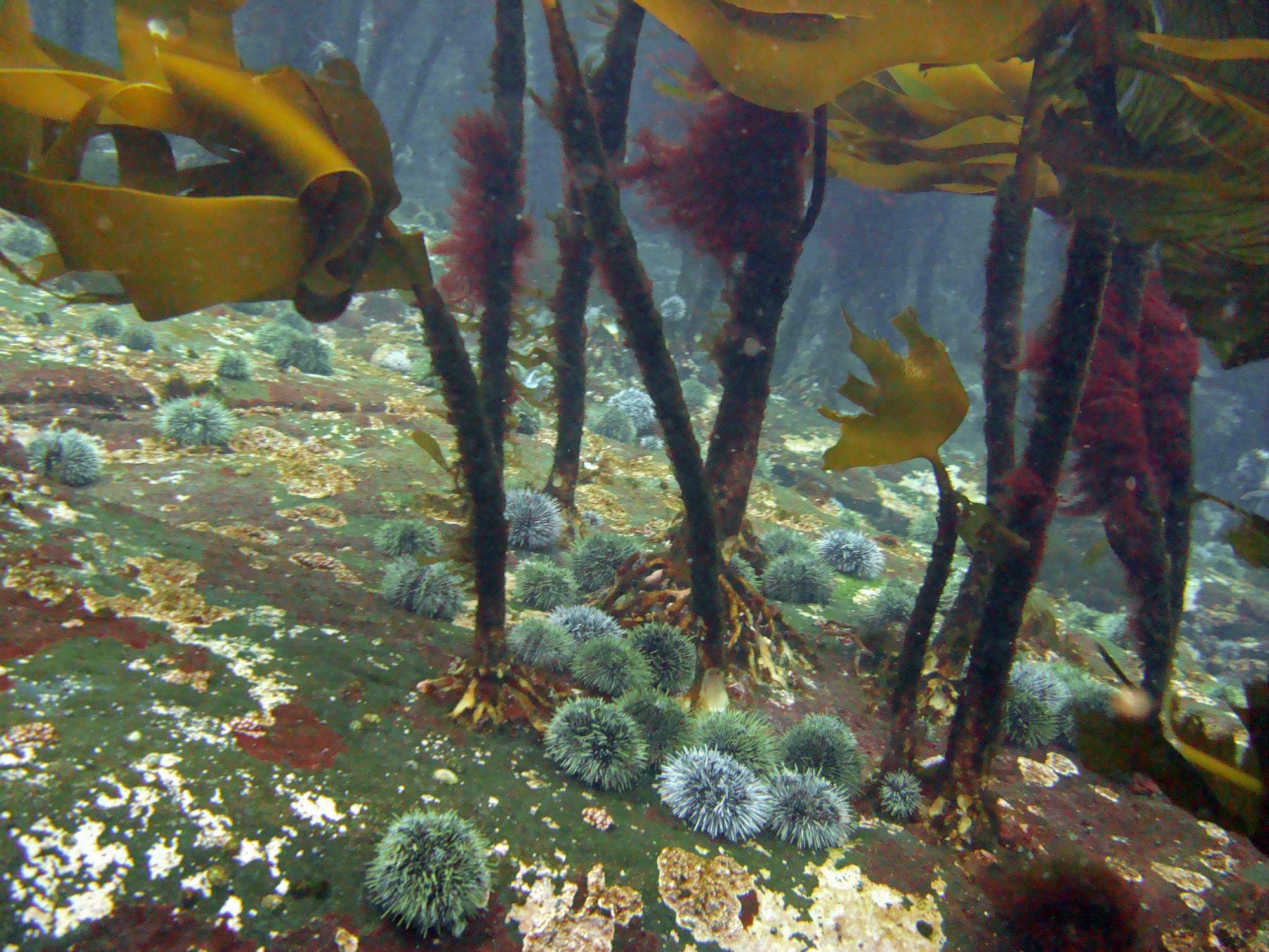 urchins along kelp forest floor