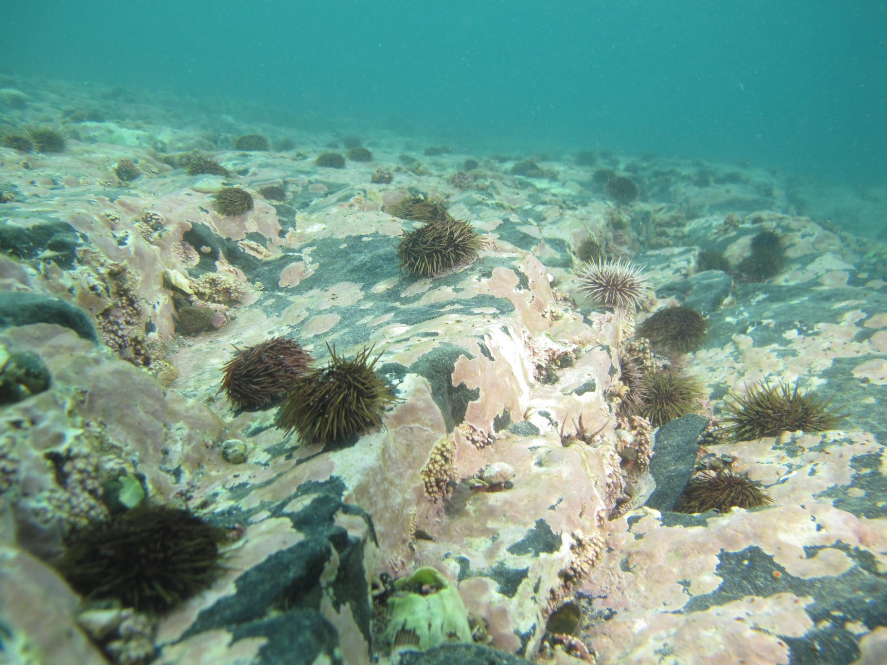 Urchins on kelp forest floor